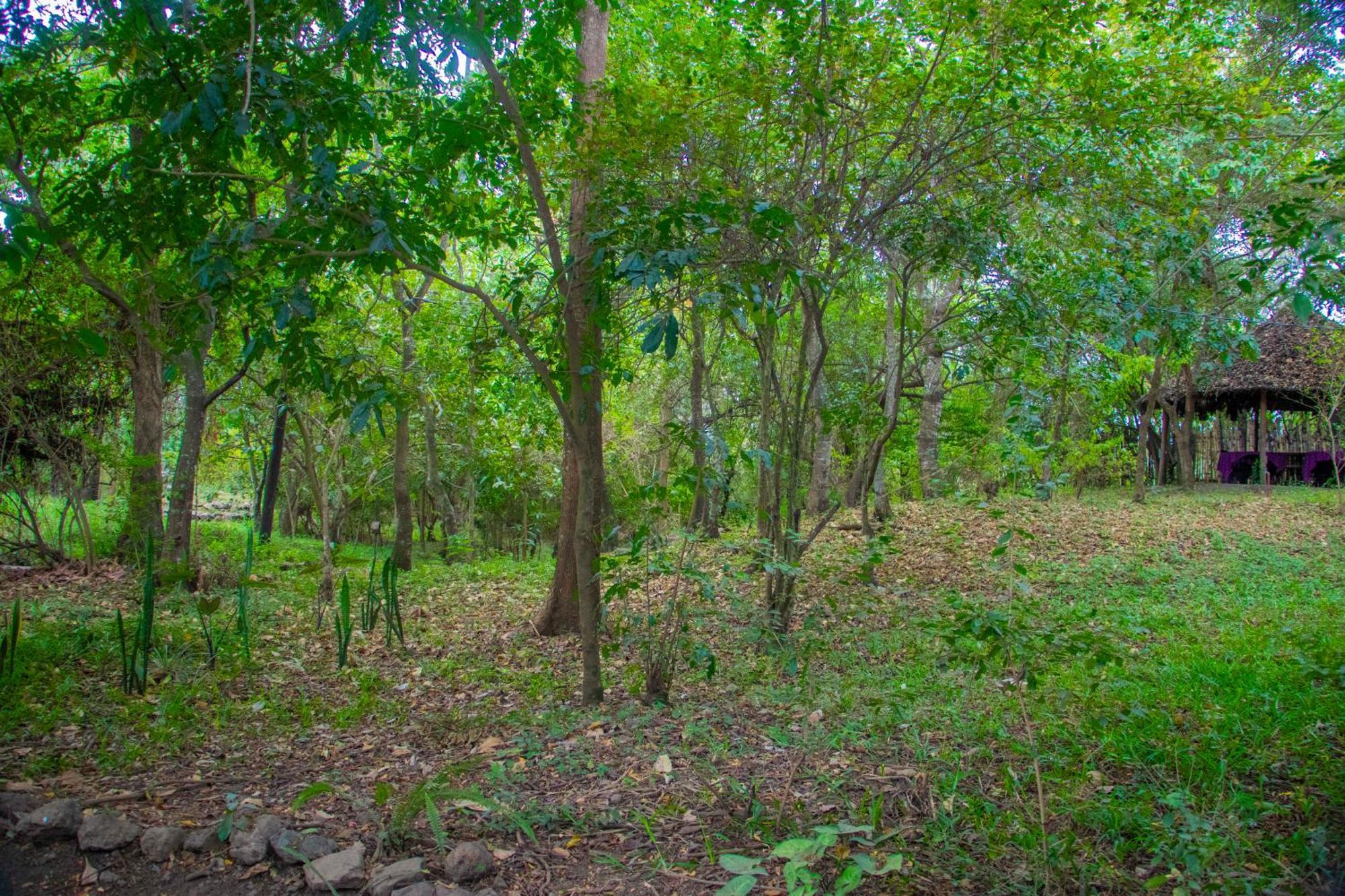 Shamba Hostel Usa River Ngoại thất bức ảnh